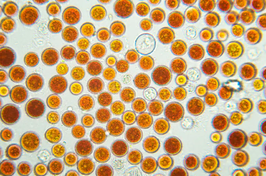 blood rain algae (Haematococcus pluvialis)