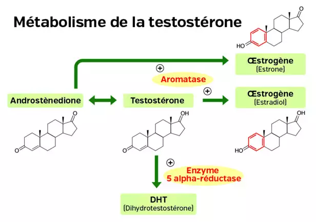 Testos PRO viril masculine nach Dr. med. Michalzik