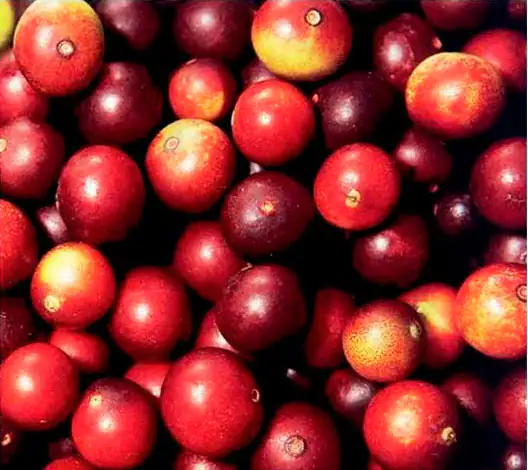 CamuCamu Beeren CamuCamu Beeren