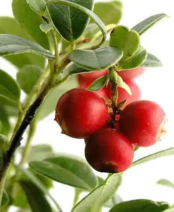 CamuCamu Zweig CamuCamu Zweig