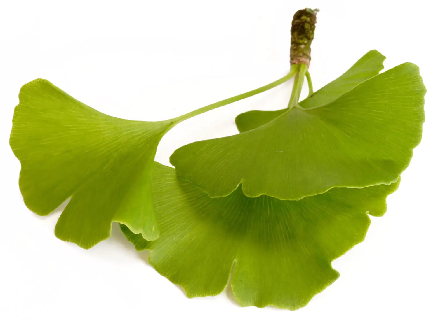 Ginkgo biloba Blatt Ginkgo biloba Blatt