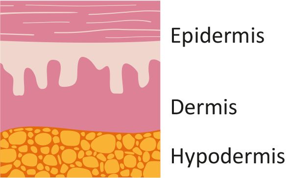 Hautschichten