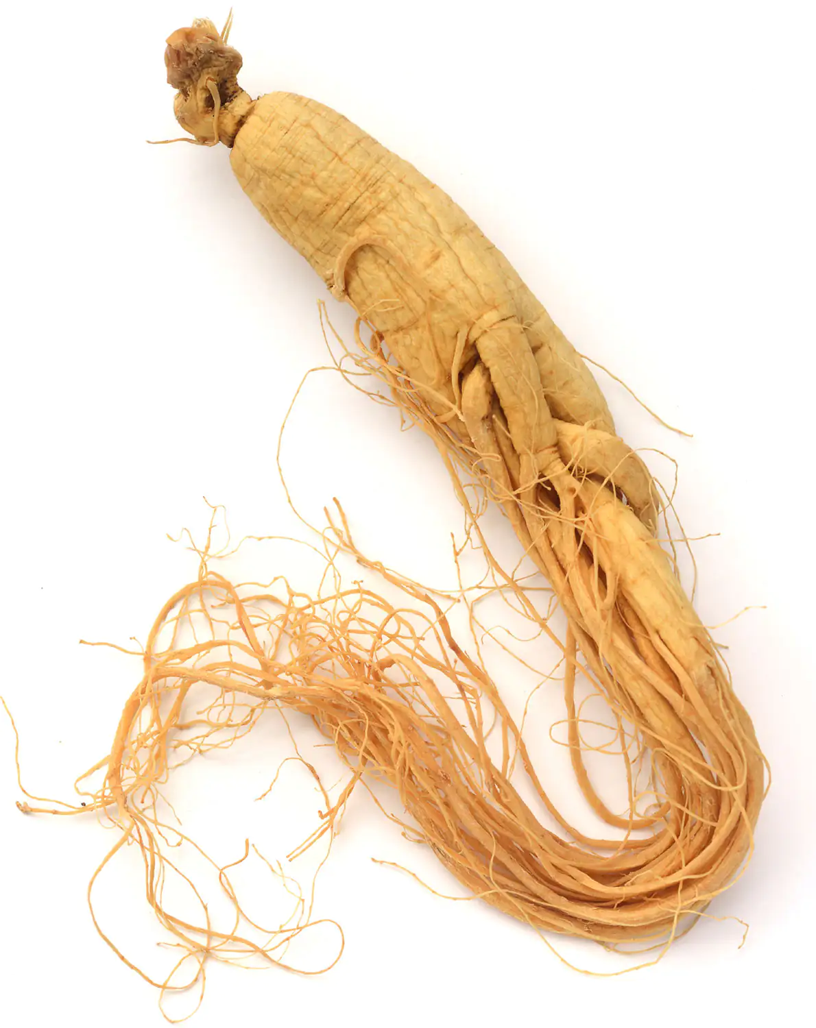 ginseng root