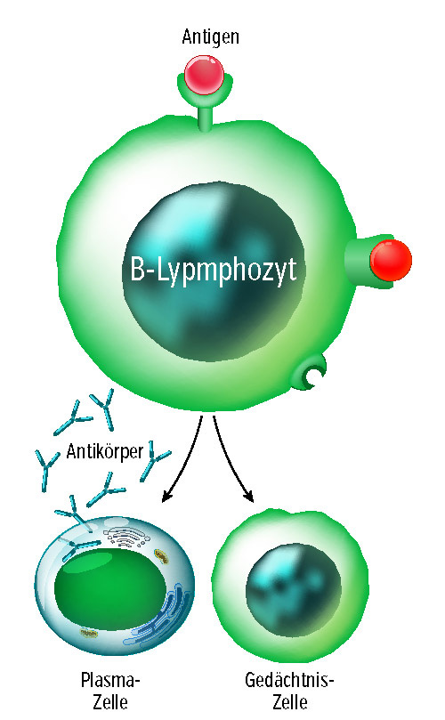 B-Zelle B-Zelle