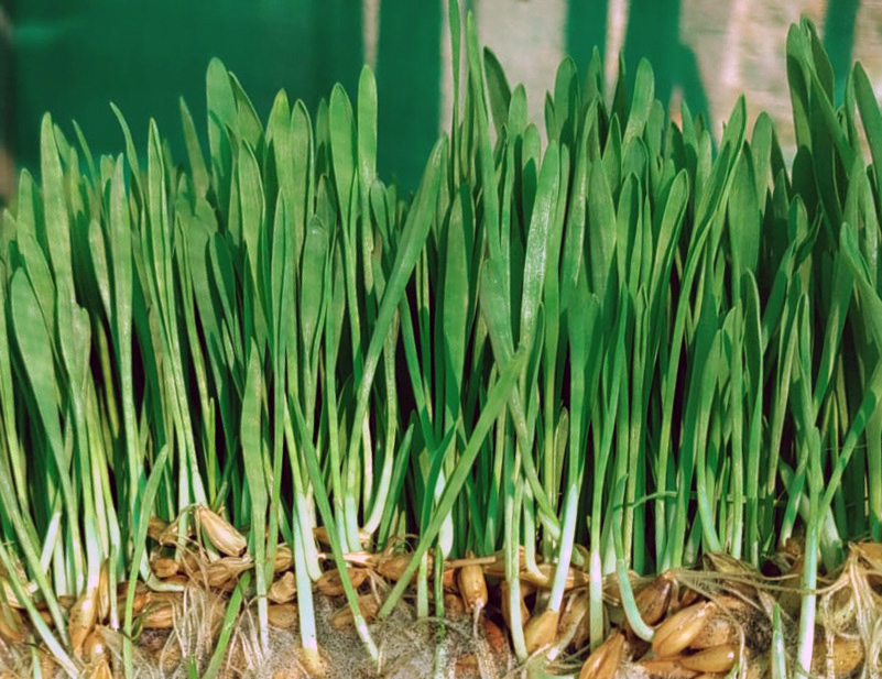 Bio-Gerstengras Pulver