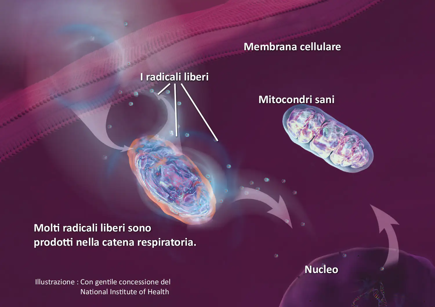 Mitochondrio forte