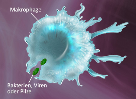 Makrophage Makrophage