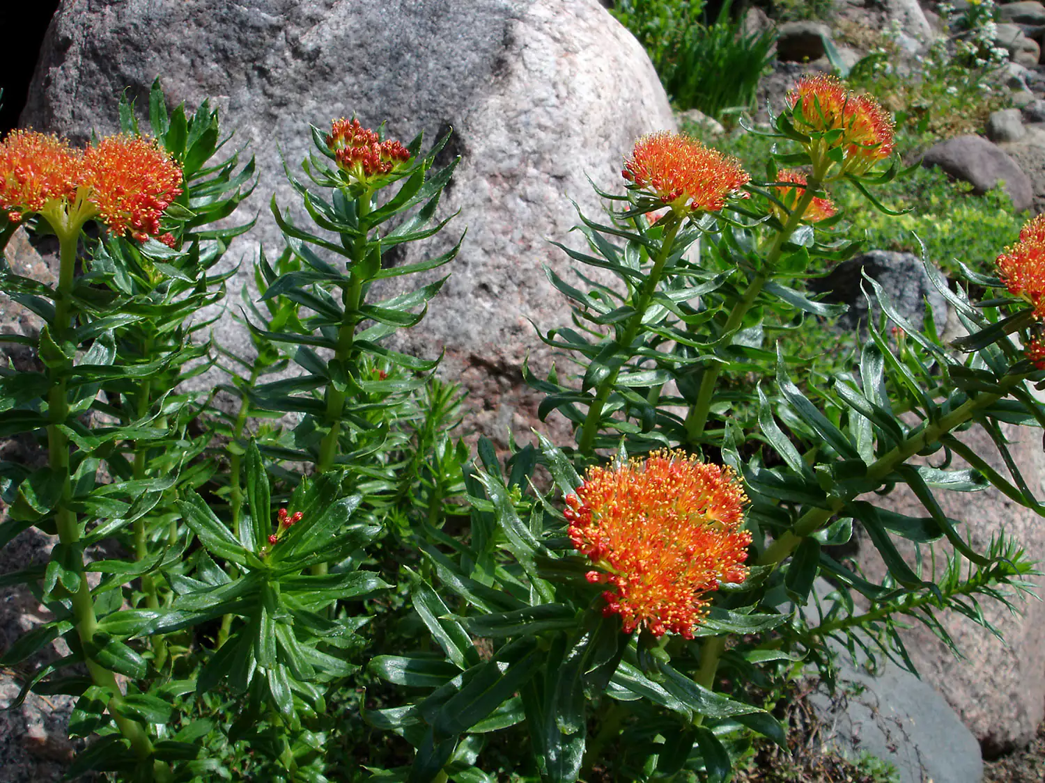 Rhodiola rosea - Rosenwurz-Pflanze