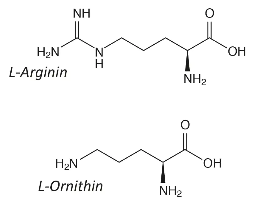 Arginin und Ornithin Strukturformeln Arginin und Ornithin Strukturformeln