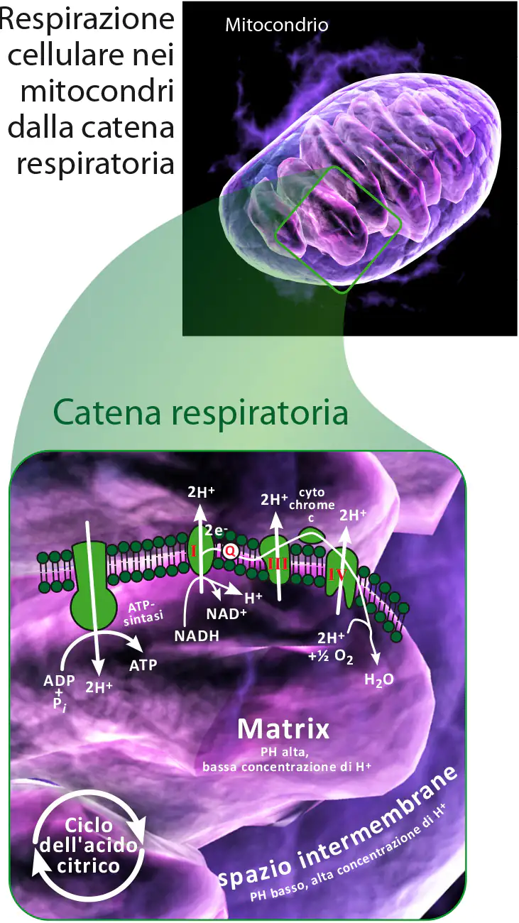 Mitochondrio forte