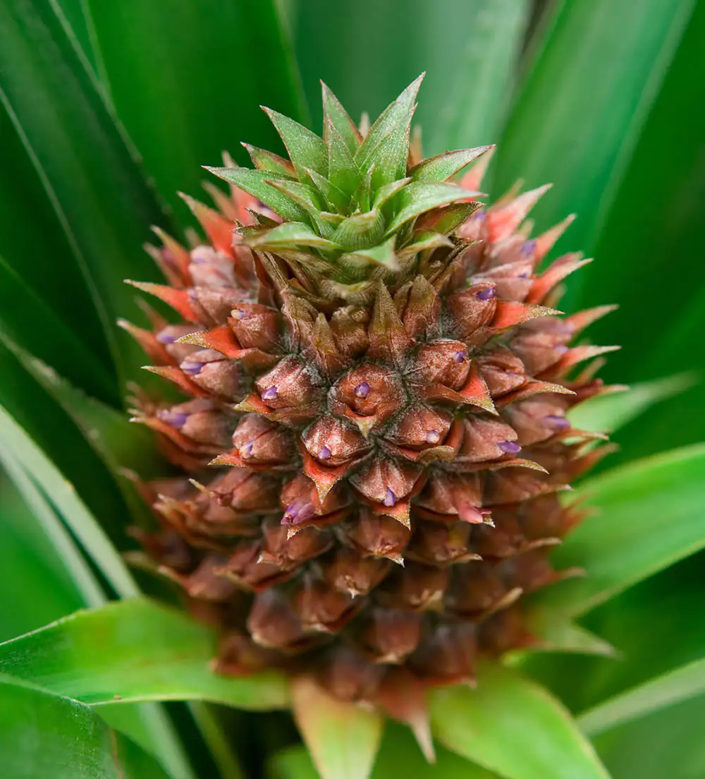 Ananas Frucht Ananas Frucht