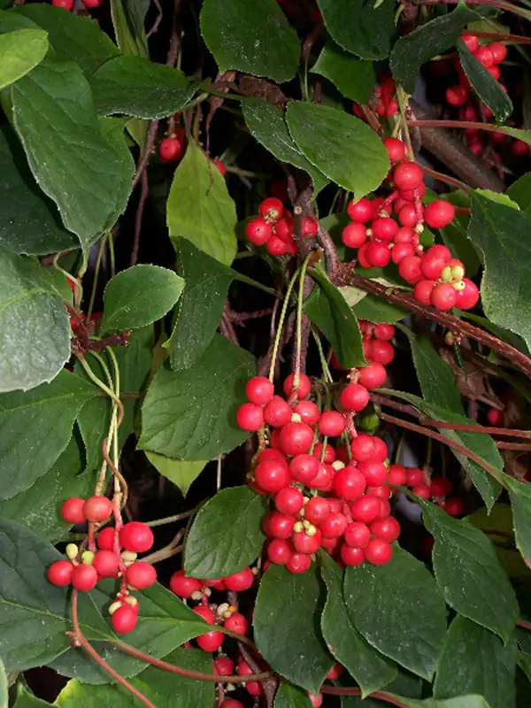 Schisandra sinensis berries