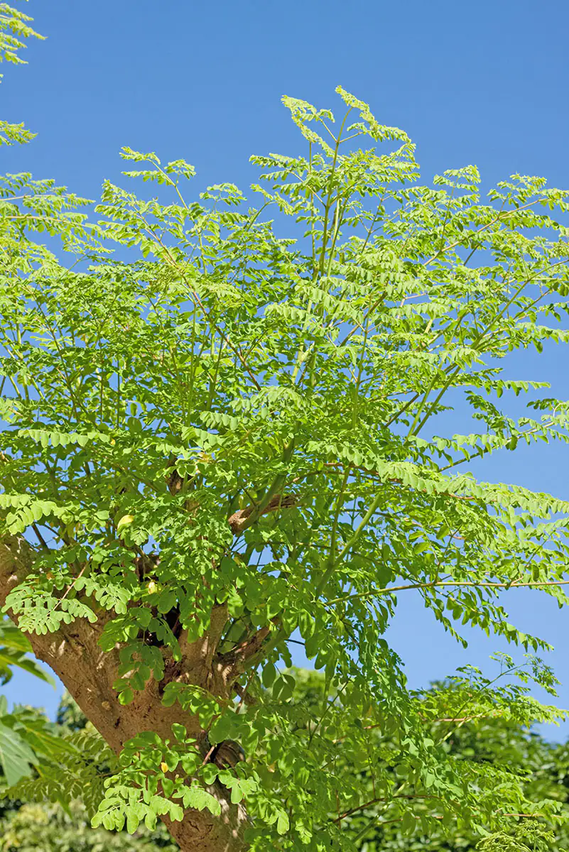 Moringa tree - miracle tree