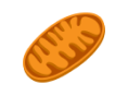 mitochndrium