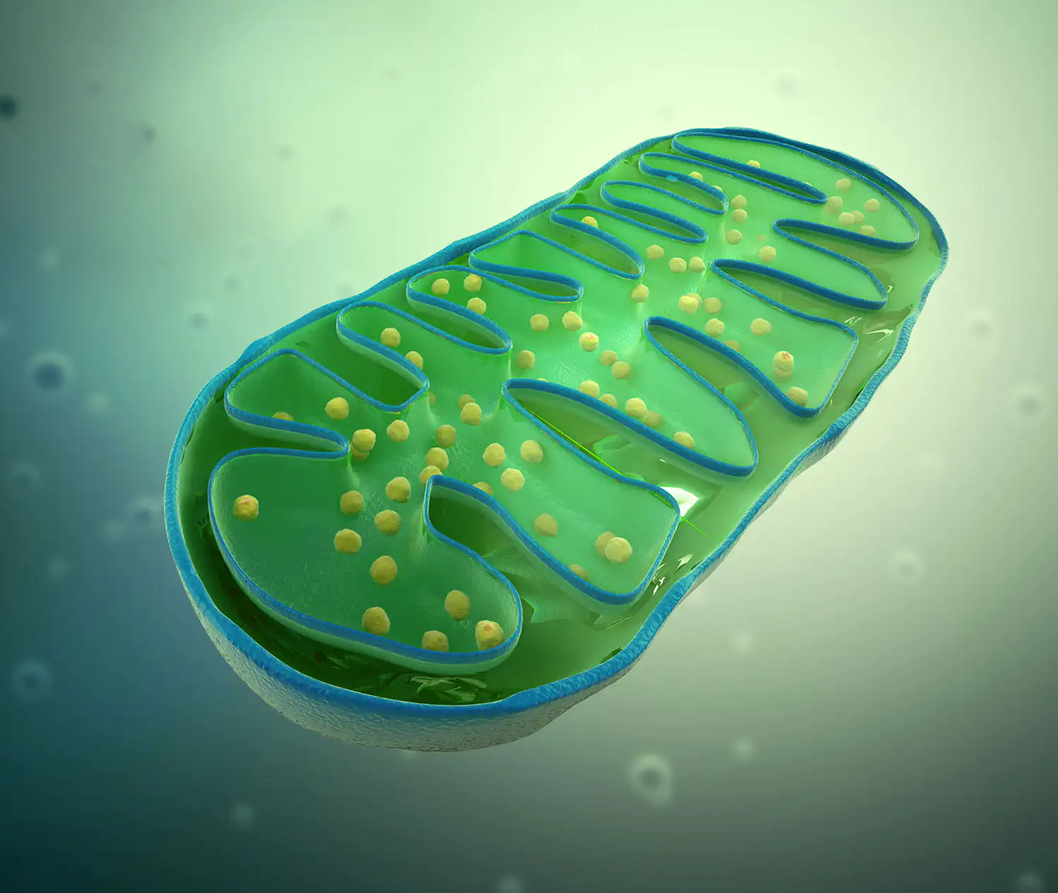 Mitochondrion schematic drawing
